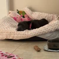 Photo of Wombat Bulleau