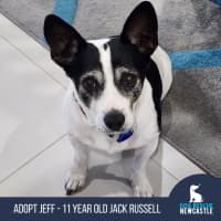 Photo of Jeff   11 Year Old Jack Russell (Trial 29/5)