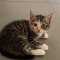 Photo of Boo