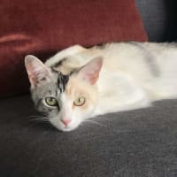 Photo of Apricot   Located In Brunswick East