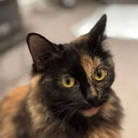 Photo of Ruby