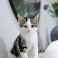 Photo of Izzy