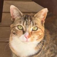 Photo of Dusky Star