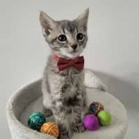 Photo of Asher