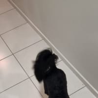 Photo of Dimond   10 Month Old Poodle X Staffy