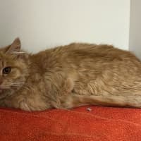 Photo of Leo