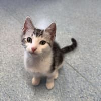 Photo of Azriel   Located In Kew