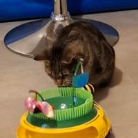 Photo of Bella