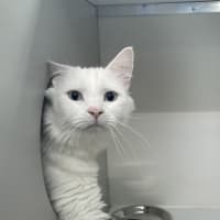 Photo of Ghostie
