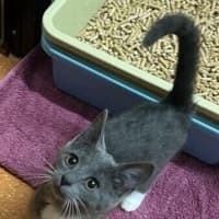Photo of Muffin