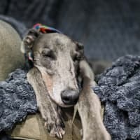 Photo of George, The Greyhound