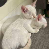 Photo of Cotton Tail