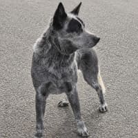 Photo of Bandit