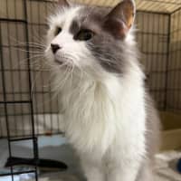 Photo of Bentley