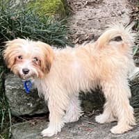 Photo of Barney   6 Month Old Yorkshire X Poodle