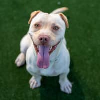 Photo of Buster Imp 51