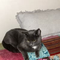 Photo of Bear