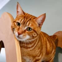 Photo of Cordelia