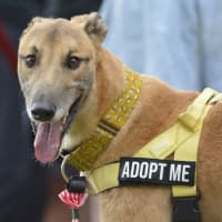 Photo of Sid, The Greyhound