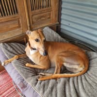 Photo of Roxy