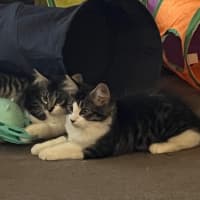 Photo of Bohdi & Lottie