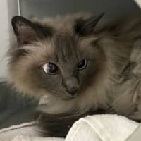 Photo of Daphne