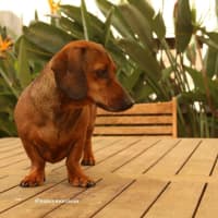 Photo of Frankie Silvanus