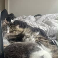 Photo of Ollie