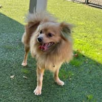 Photo of Cookie