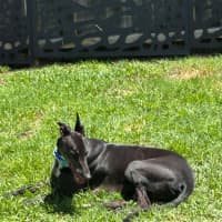 Photo of Aussie, The Greyhound