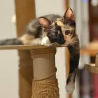 Photo of Tikka