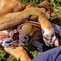 Photo of Betsy