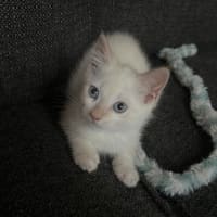 Photo of The Wizard Of Oz