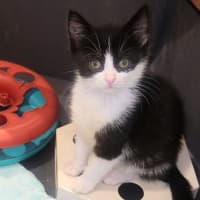 Photo of 🌸 Lily 🌸