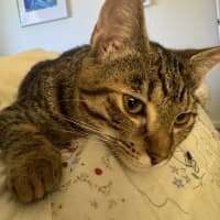 Photo of Maple