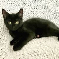 Photo of Bonsai   Located In Croydon