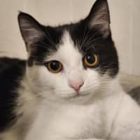 Photo of Sponge   Located In Avondale Heights