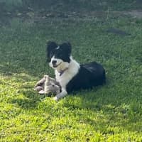 Photo of Bella   7 Month Old Border Collie (Trial)