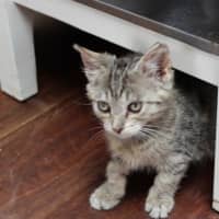 Photo of Rusty