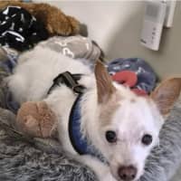 Photo of Buddy