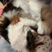 Photo of Prissy