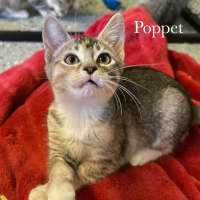 Photo of Poppet