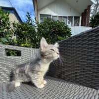 Photo of Jiji