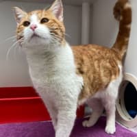 Photo of Marmalade