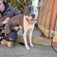 Photo of Windsor 🏎️