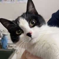 Photo of Daffy