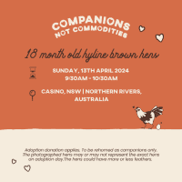 Photo of Rescue Hens