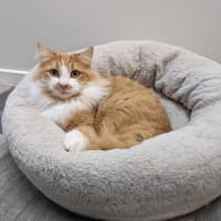 Photo of Sooki   Located In Preston 