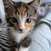 Photo of Tomato