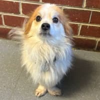 Photo of Rusty